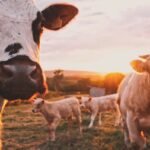 Vaca vieja en Bilbao