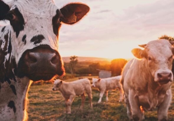 Vaca vieja en Bilbao