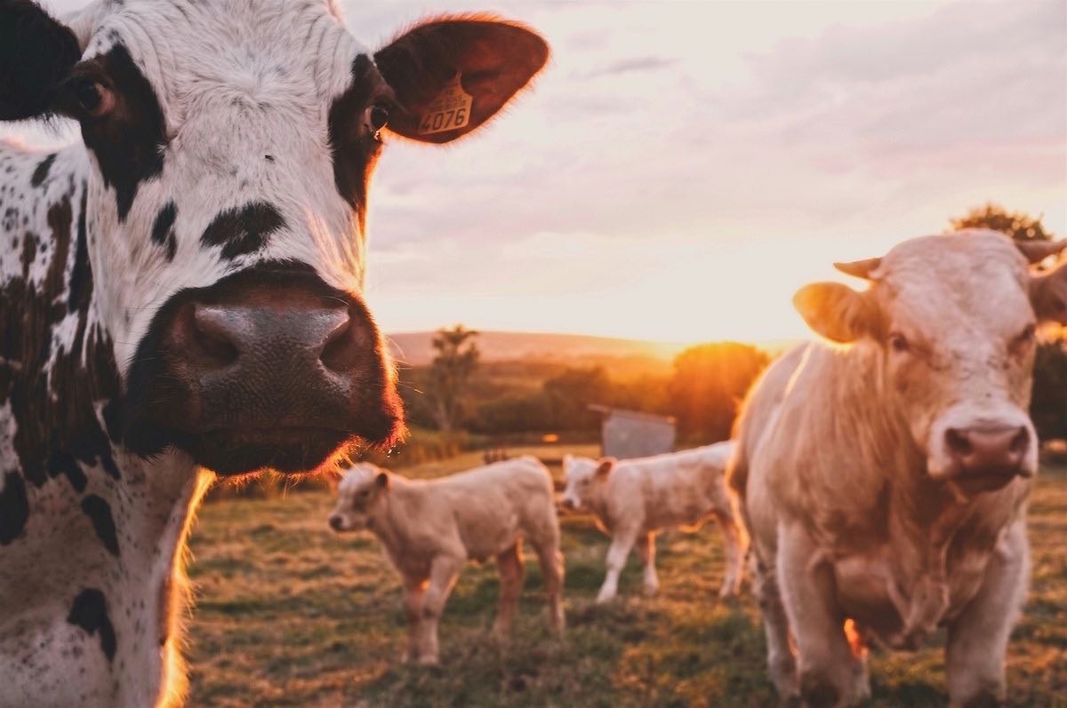 Vaca vieja en Bilbao